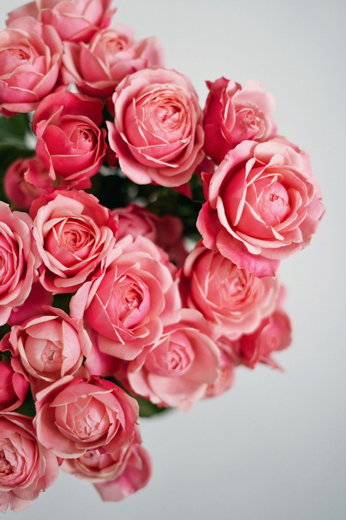 a bouquet of pink roses on a white background