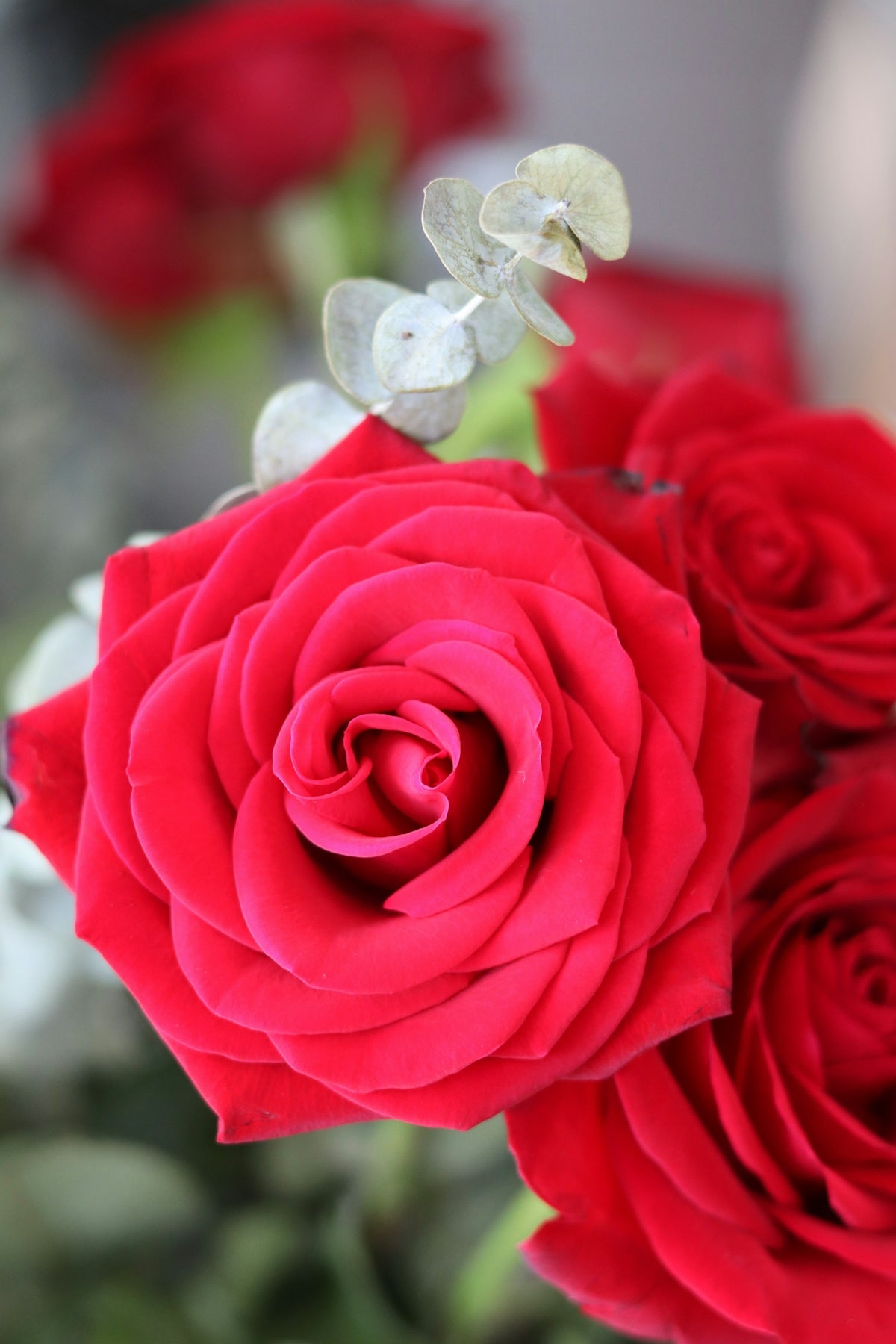 A bouquet of red roses in a vase