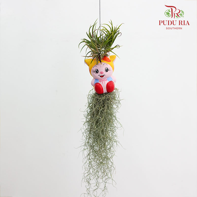 Air Plant