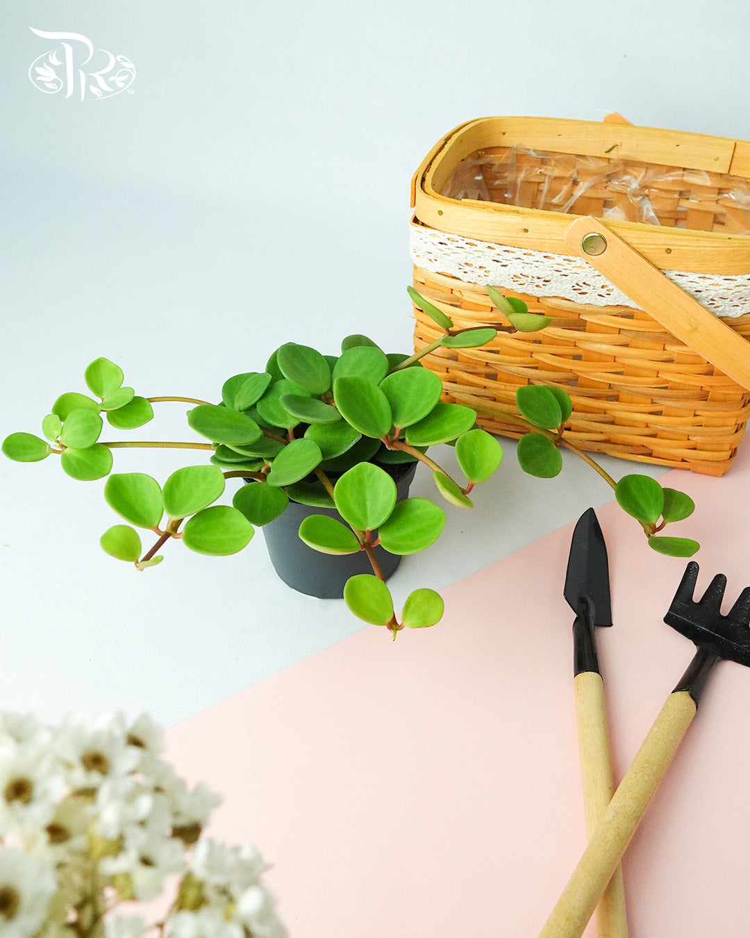 Air Purifying Plants Pudu Ria Florist Southern