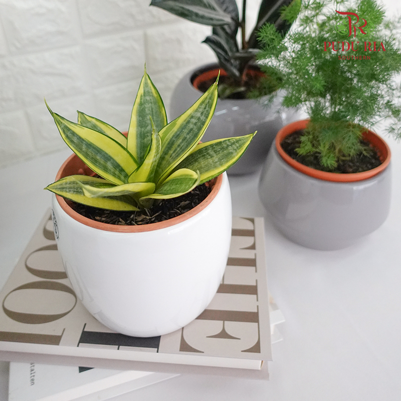 Indoor Plants Pudu Ria Florist Southern