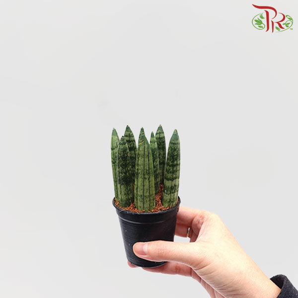 Low Maintenance Plants Pudu Ria Florist Southern
