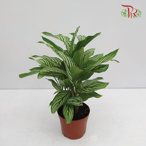 Pet-Friendly Plants Pudu Ria Florist Southern