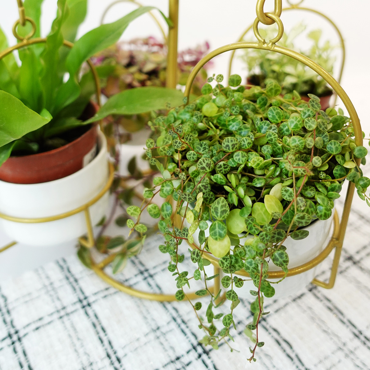 Potted Plants Pudu Ria Florist Southern