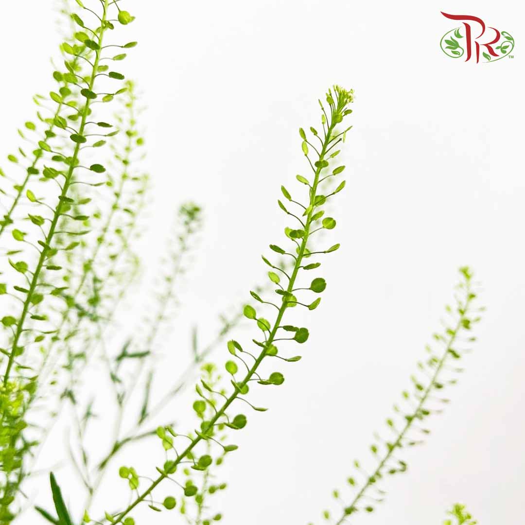 Thlaspi Green Bell Pudu Ria Florist Southern