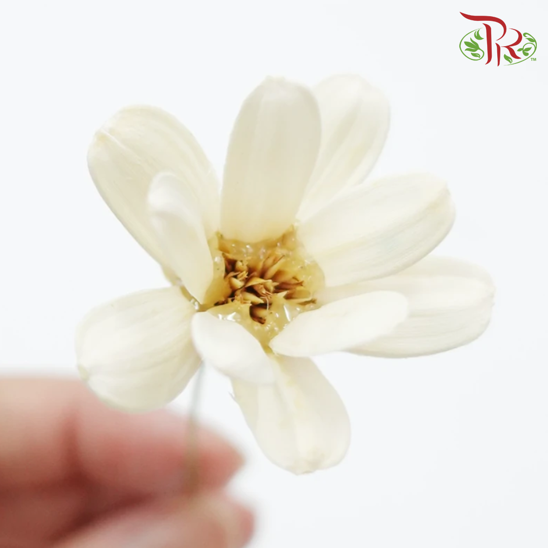Preserved Flowers Pudu Ria Florist Southern