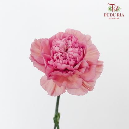 Carnation Purple (8-10 Stems) - Pudu Ria Florist Southern