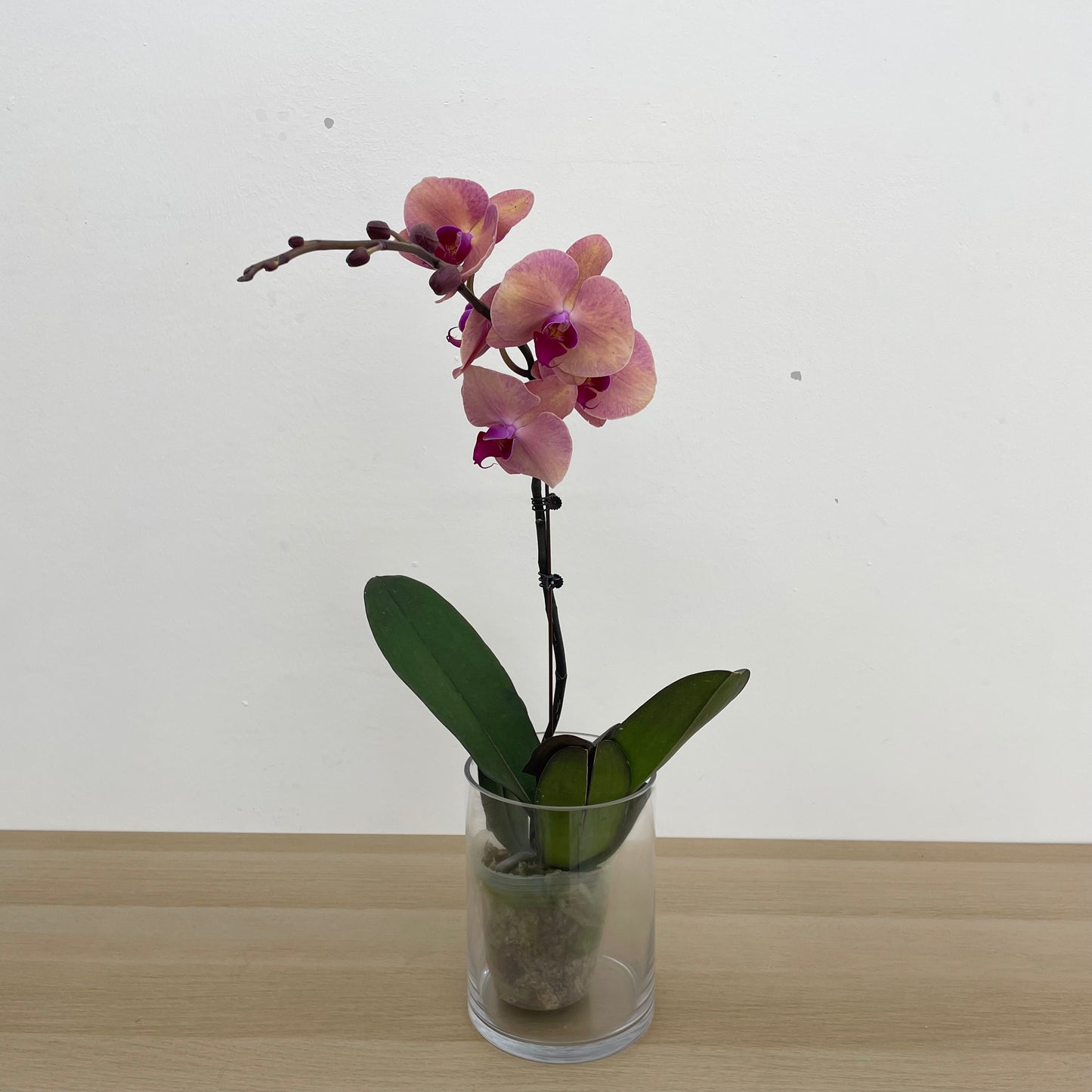 Phalaenopsis Orchid Pink Tone Yellow Big