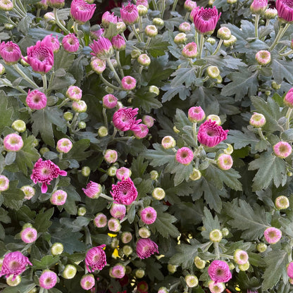 Chrysanthemum Gypsophilla P210 菊花满天星