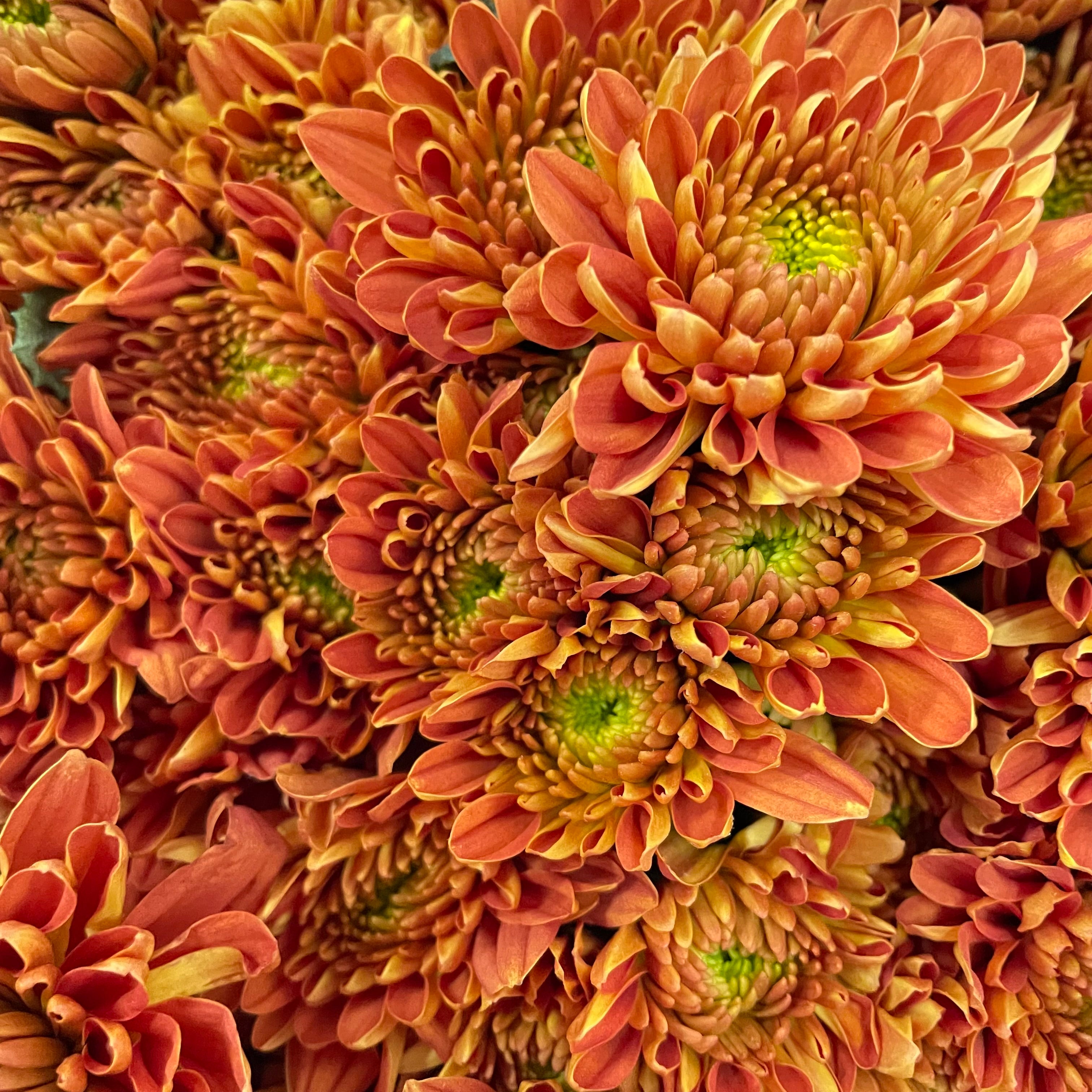 Chrysanthemum Pompom Orange 1 - (10-12 Stems)