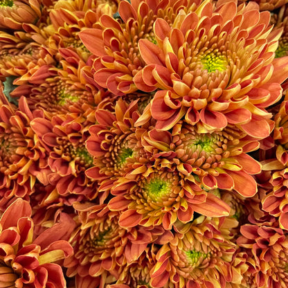 Chrysanthemum Pompom Orange 1 (10-12 Stems)