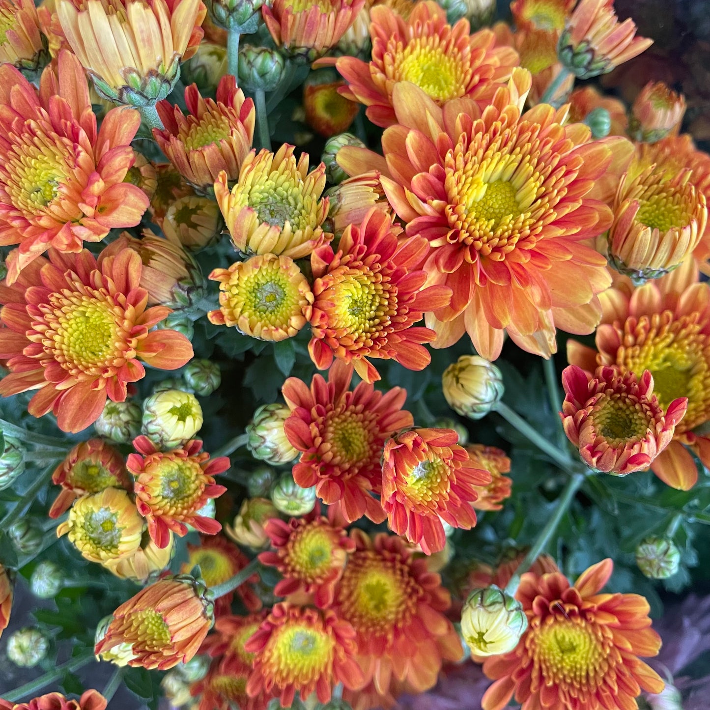 Chrysanthemum pom-pom (Small Potted) 菊花 2025