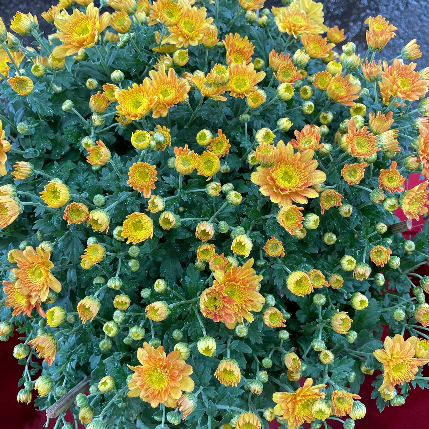 Chrysanthemum Gypsophilla Big 菊花满天星 2025