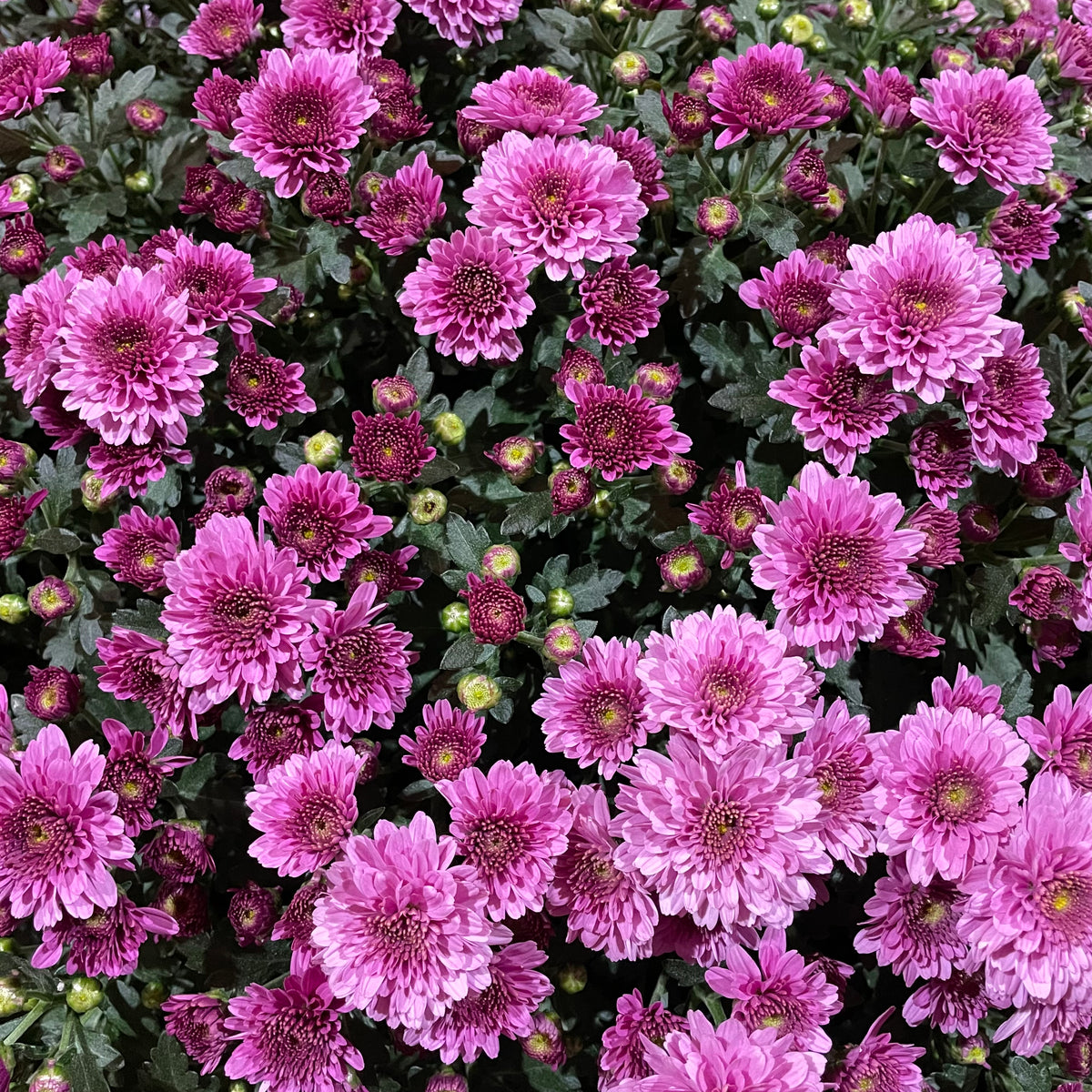 Chrysanthemum Gypsophilla P310 菊花满天星 2025