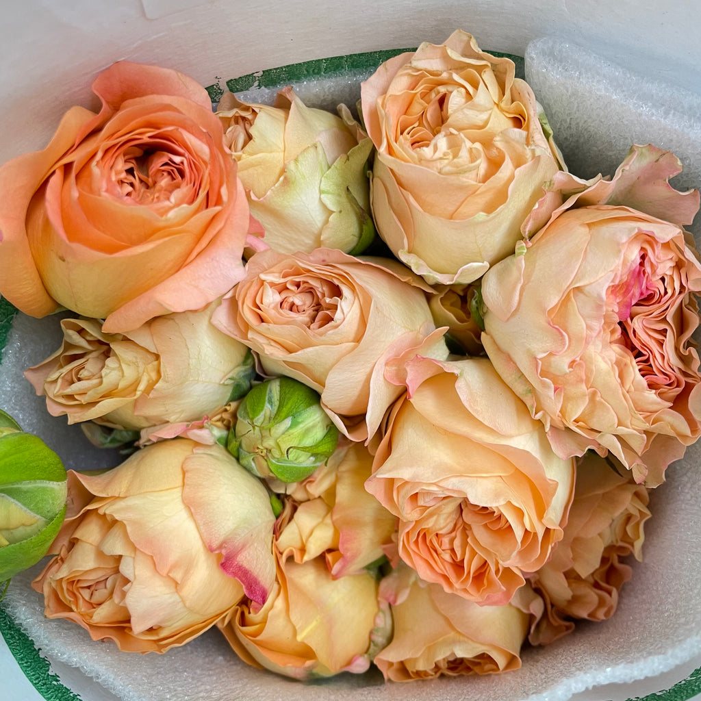 Rose Spray Apricote Lace - (6 Stems)