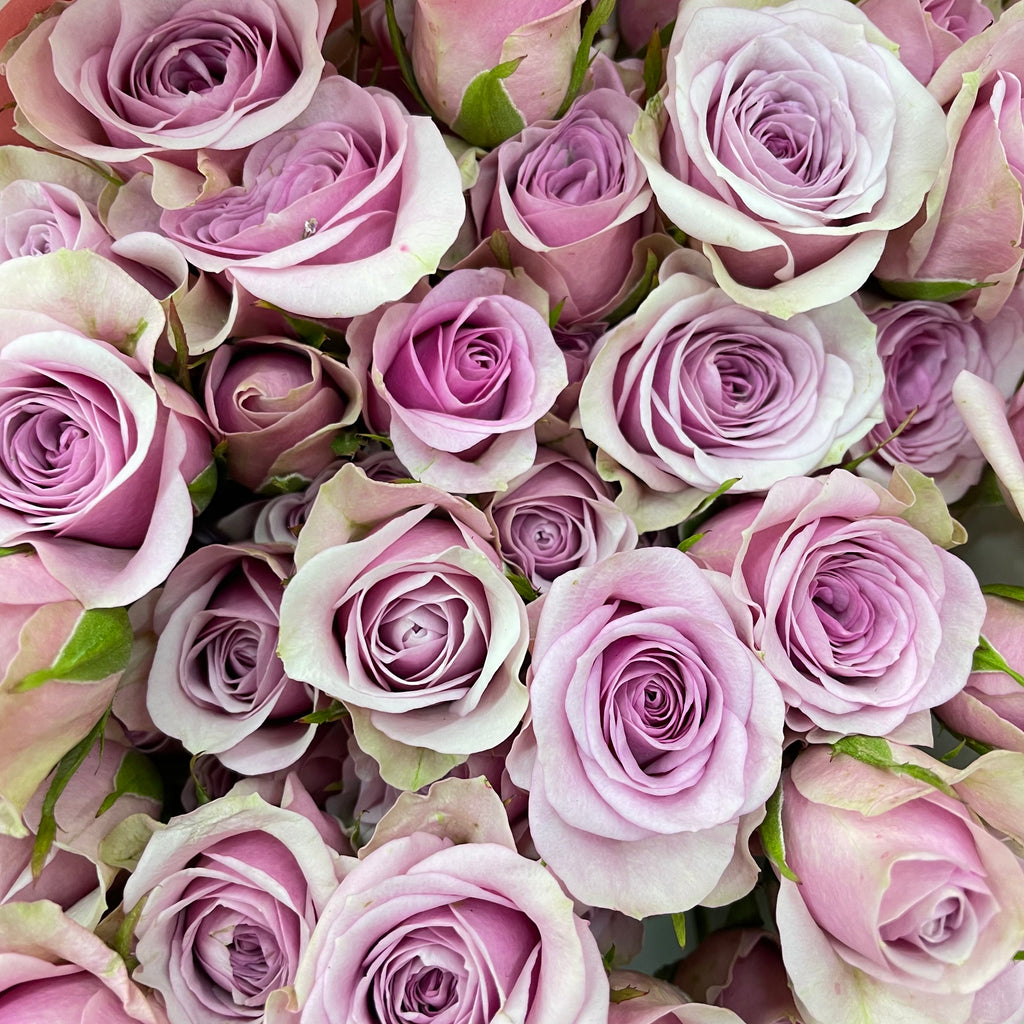 Rose Spray Lila - (8-10 Stems)