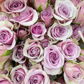 Rose Spray Lila - (8-10 Stems)