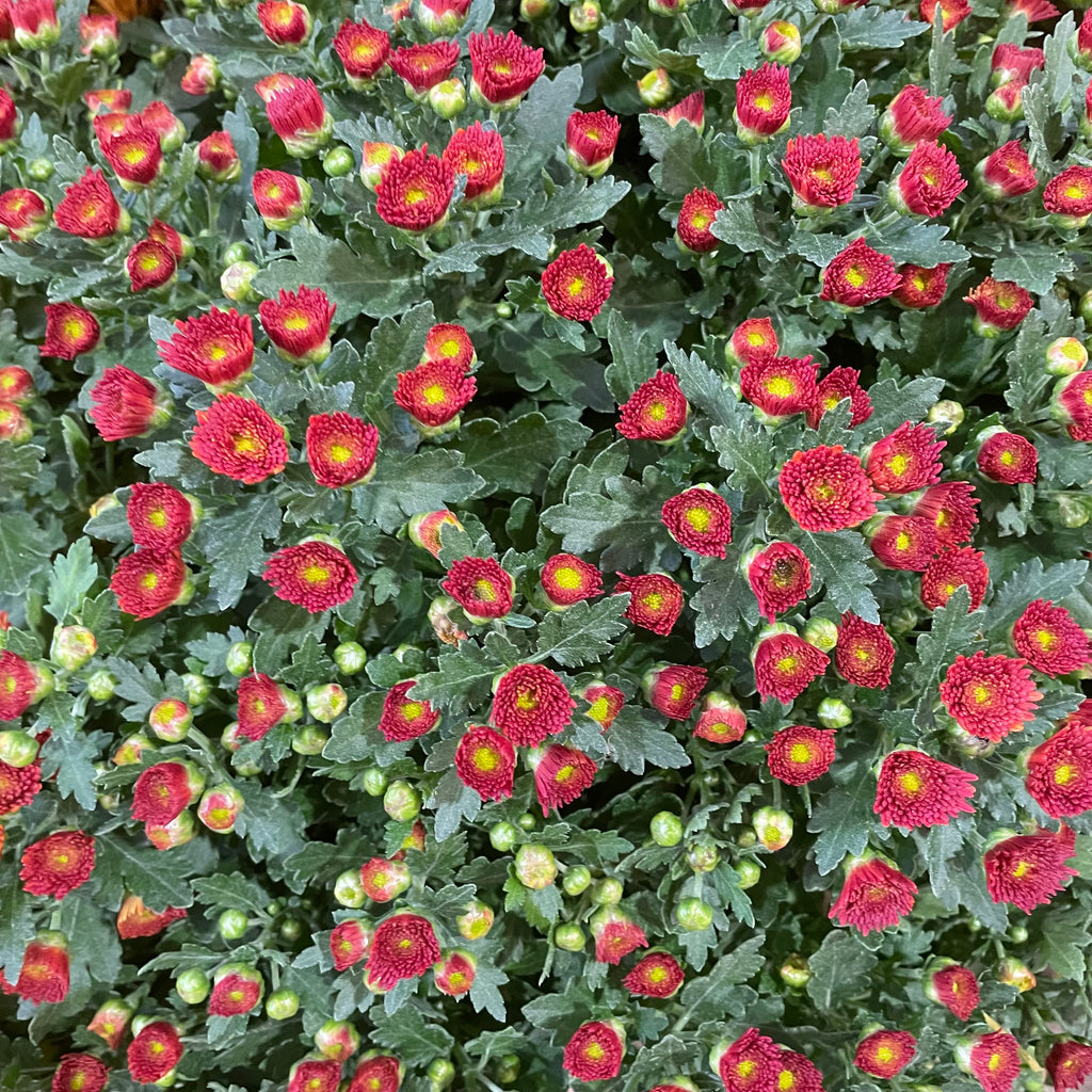 Chrysanthemum Gypsophilla P210  菊花满天星 2025