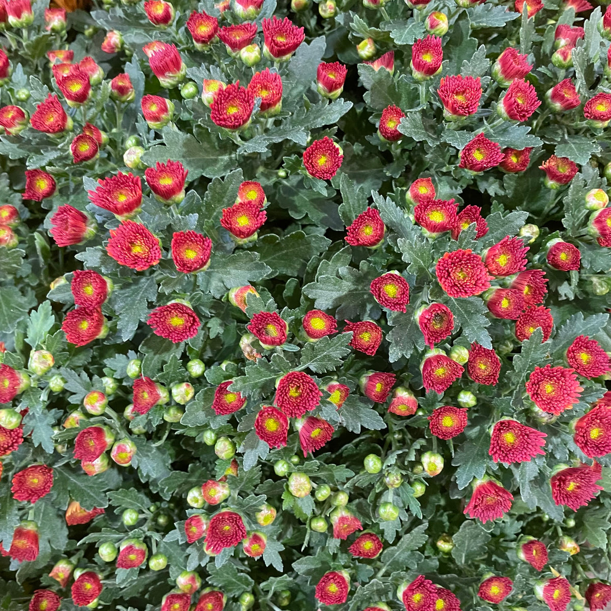Chrysanthemum Gypsophilla P210  菊花满天星 2025