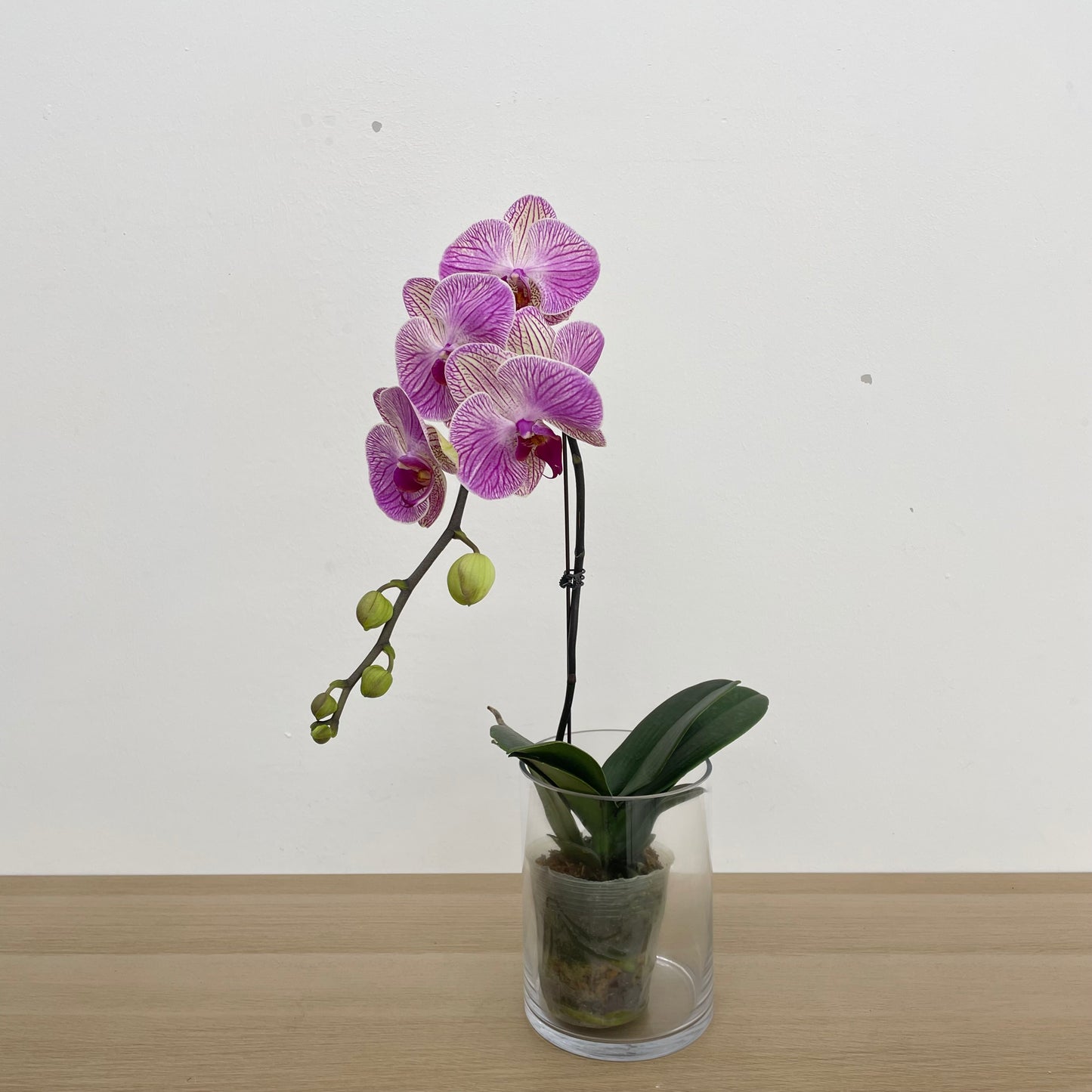 Phalaenopsis Orchid Purple Tone Yellow Big