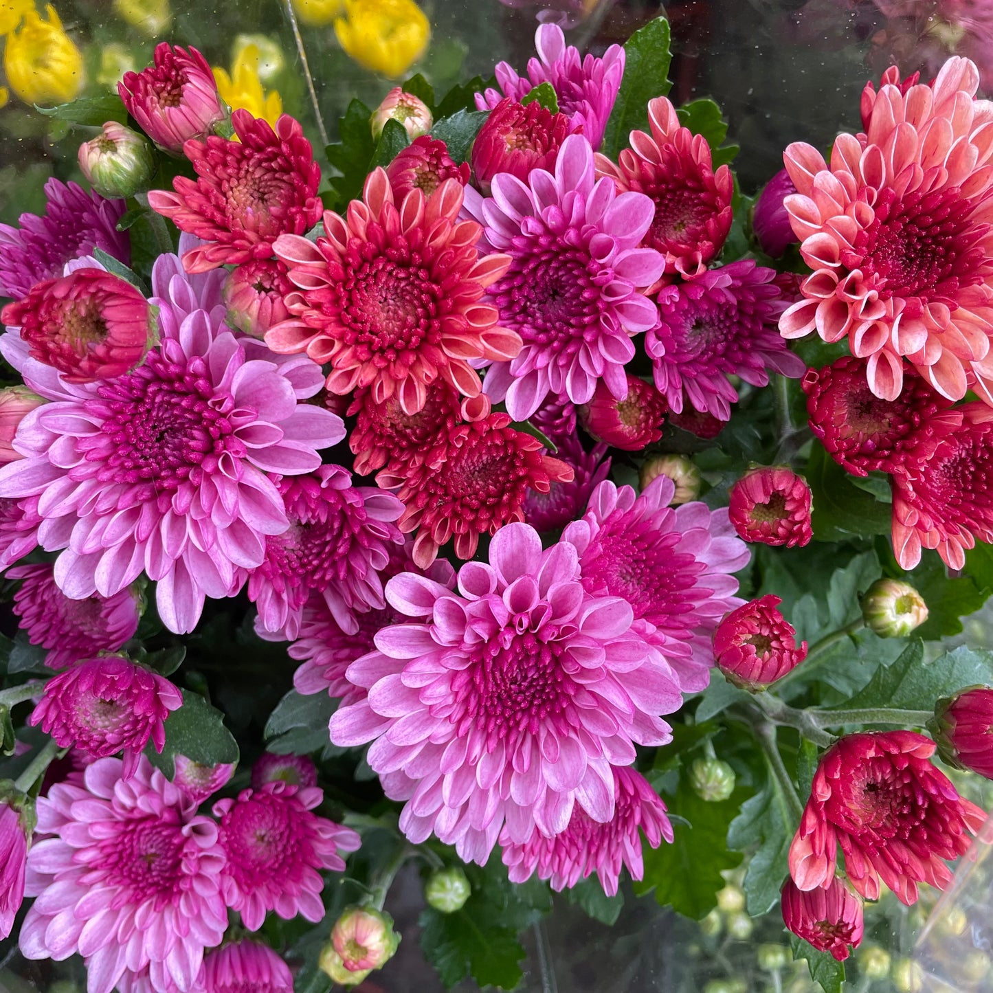 Chrysanthemum pom-pom (Small Potted) 菊花 2025