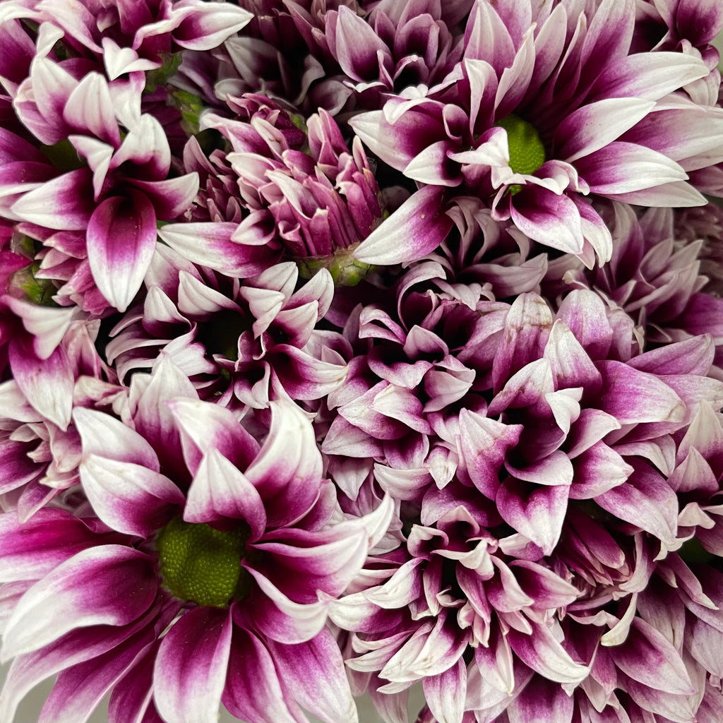 Chrysanthemum Pompom Daisy Purple/White 2 - (10-12 Stems)