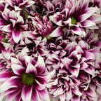 Chrysanthemum Pompom Daisy Purple/White 2 - (10-12 Stems)