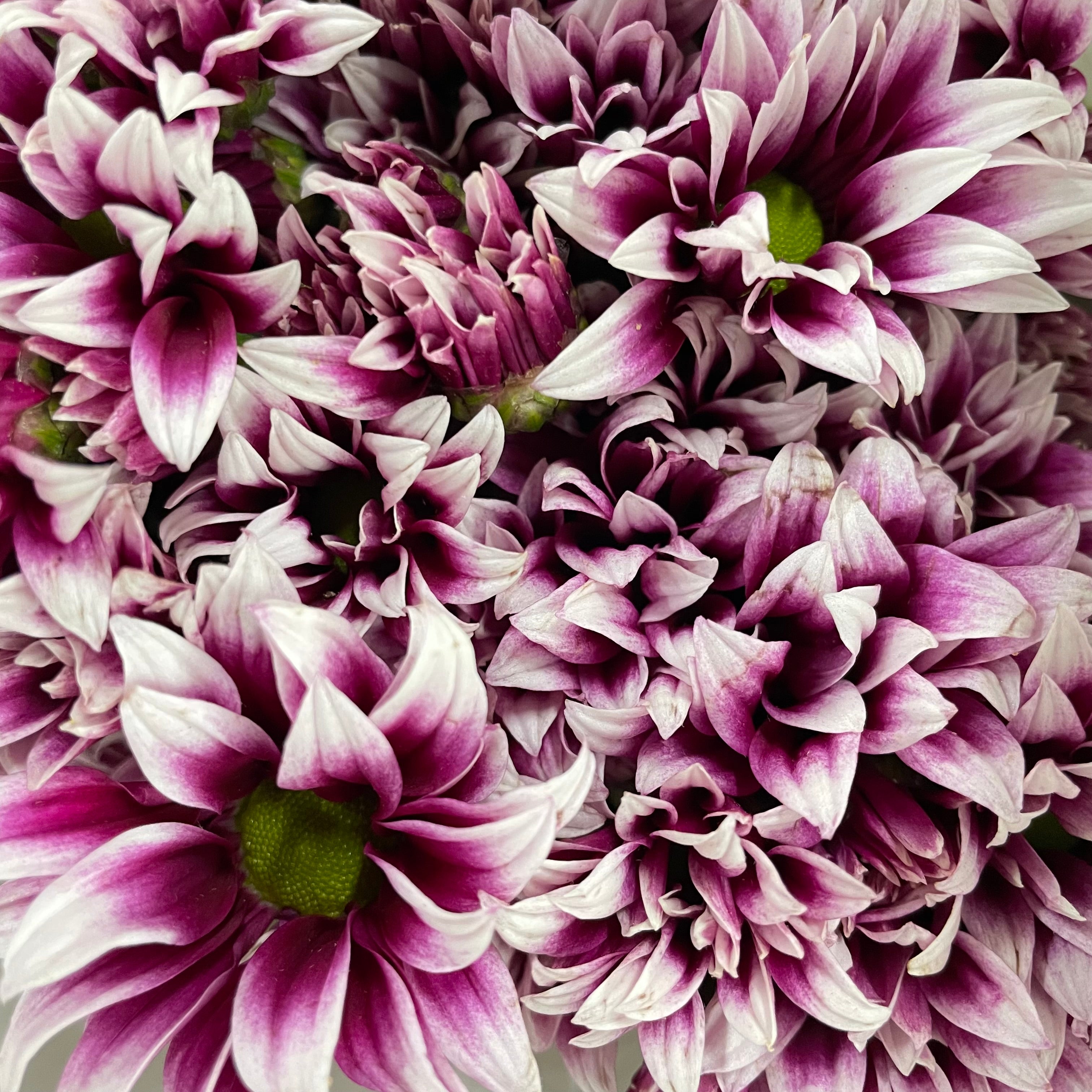 Chrysanthemum Pompom Daisy Purple/White 2 - (10-12 Stems)