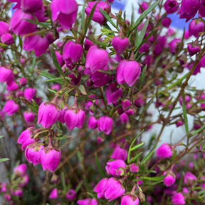 Boronia - (Per Bundle)