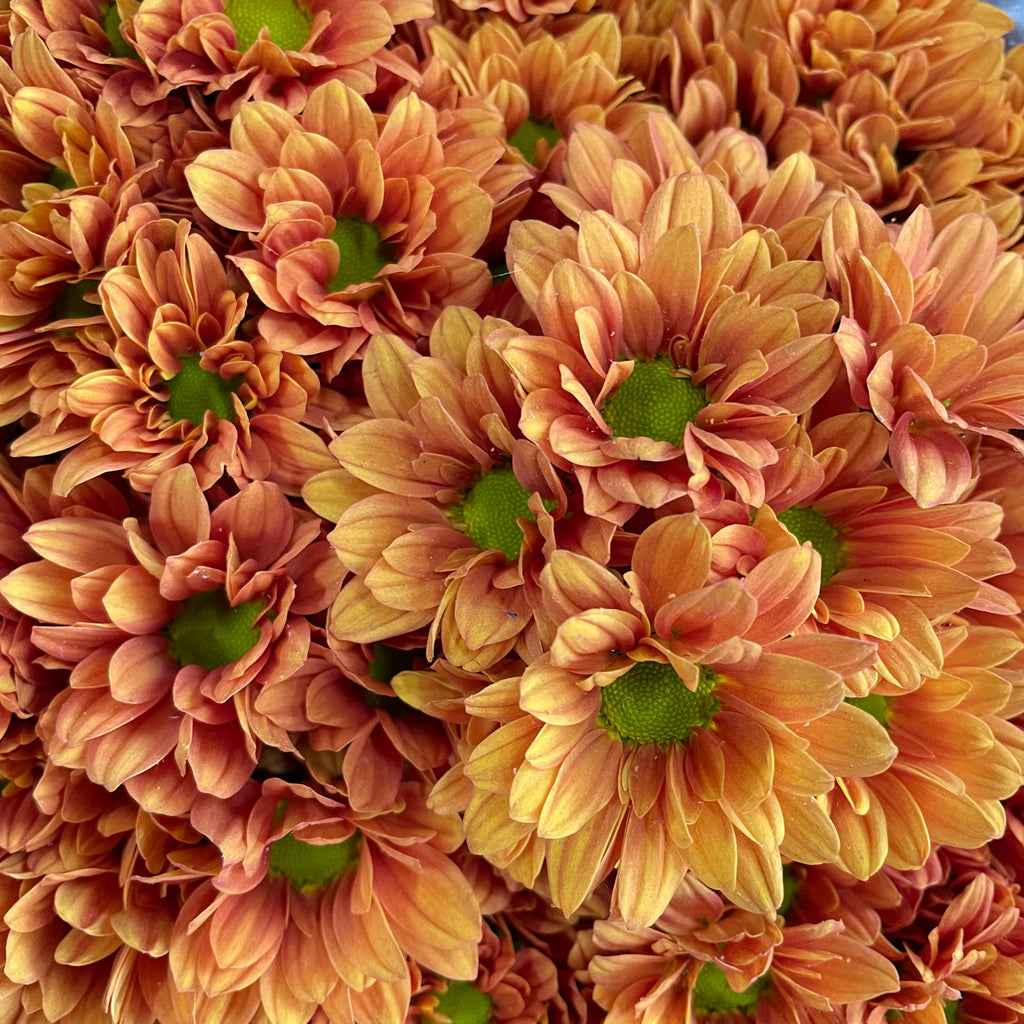 Chrysanthemum Pompom Daisy Orange 1 - (10-12 Stems)