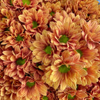 Chrysanthemum Pompom Daisy Orange 1 - (10-12 Stems)