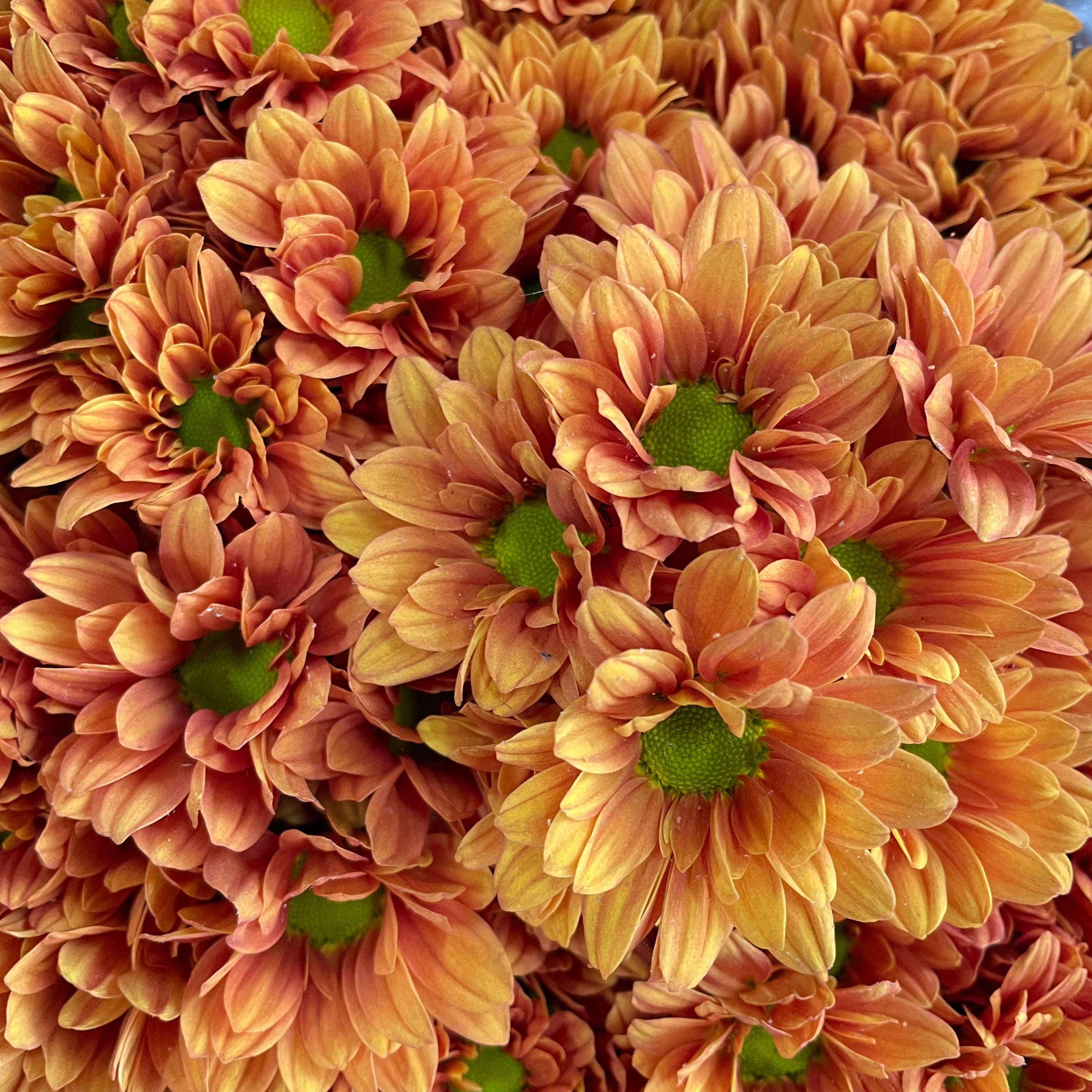 Chrysanthemum Pompom Daisy Orange 1 - (10-12 Stems)