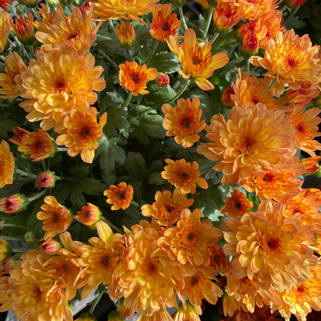 Chrysanthemum Gypsophilla P150  菊花满天星