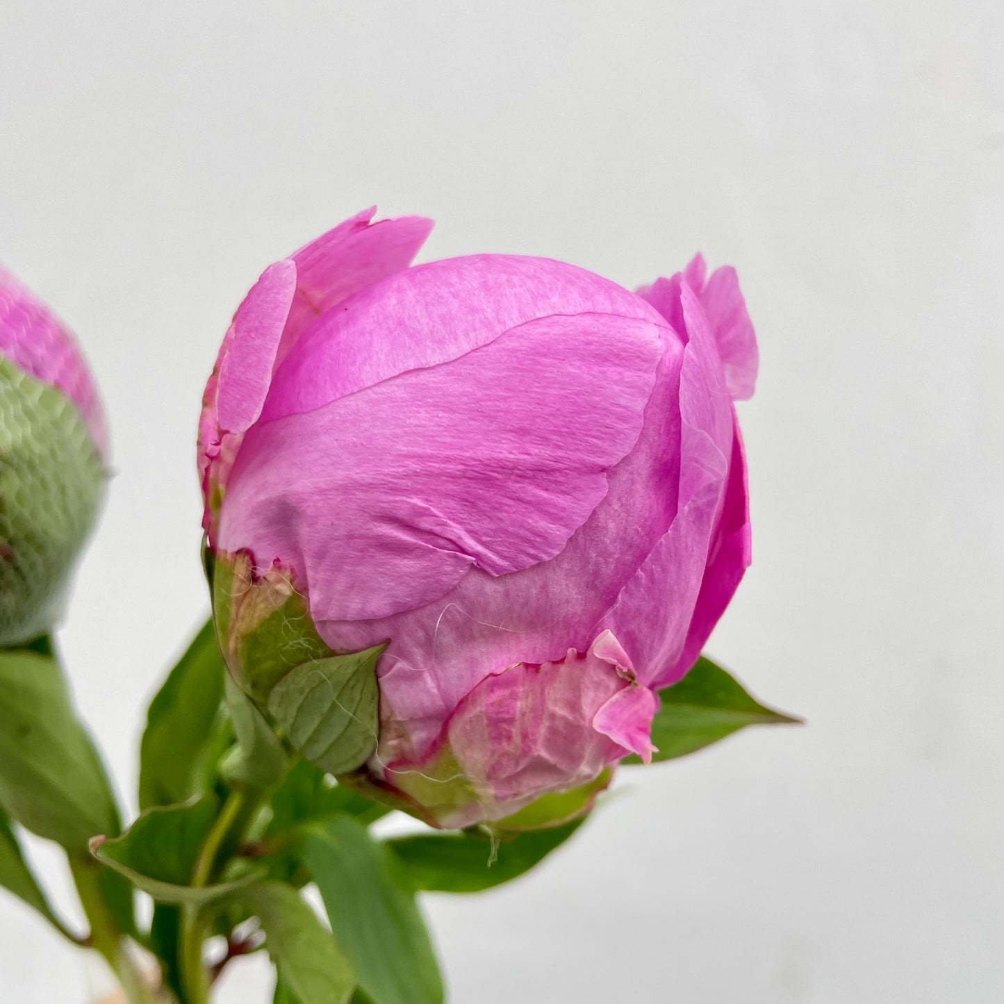 Peony Pink - (2 Stems)