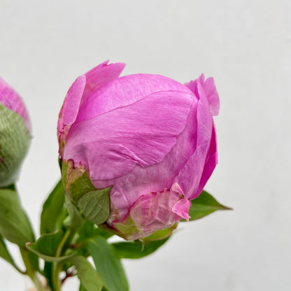 Peony Pink - (2 Stems)
