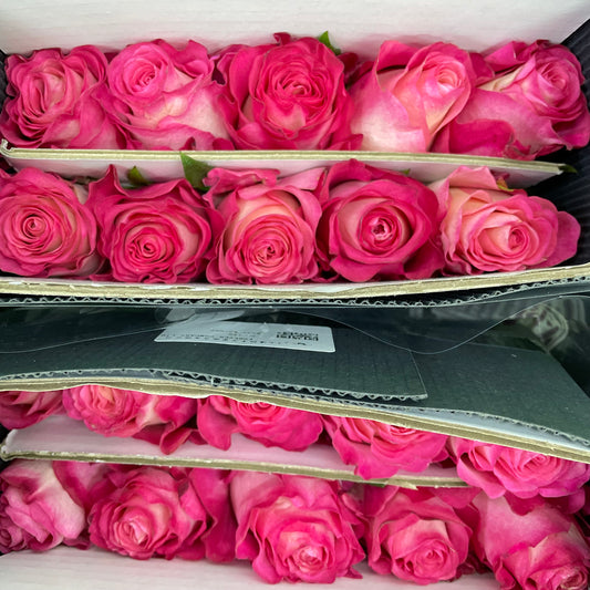 Rose Karmen - (8-10 Stems)