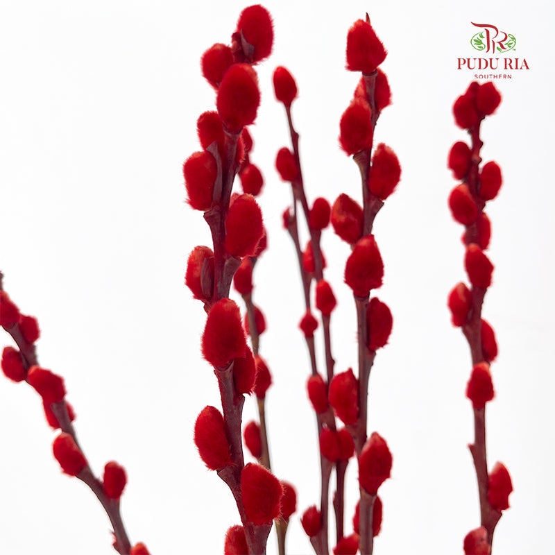 银柳 Pussy Willow Red (4ft) - (10 Stems)