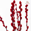 银柳 Pussy Willow Red (4ft) - (10 Stems)
