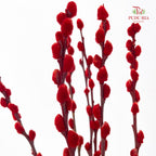 银柳 Pussy Willow Red (4ft) - (10 Stems)