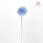 Dry Sola Marigold Blue - 10 Stems
