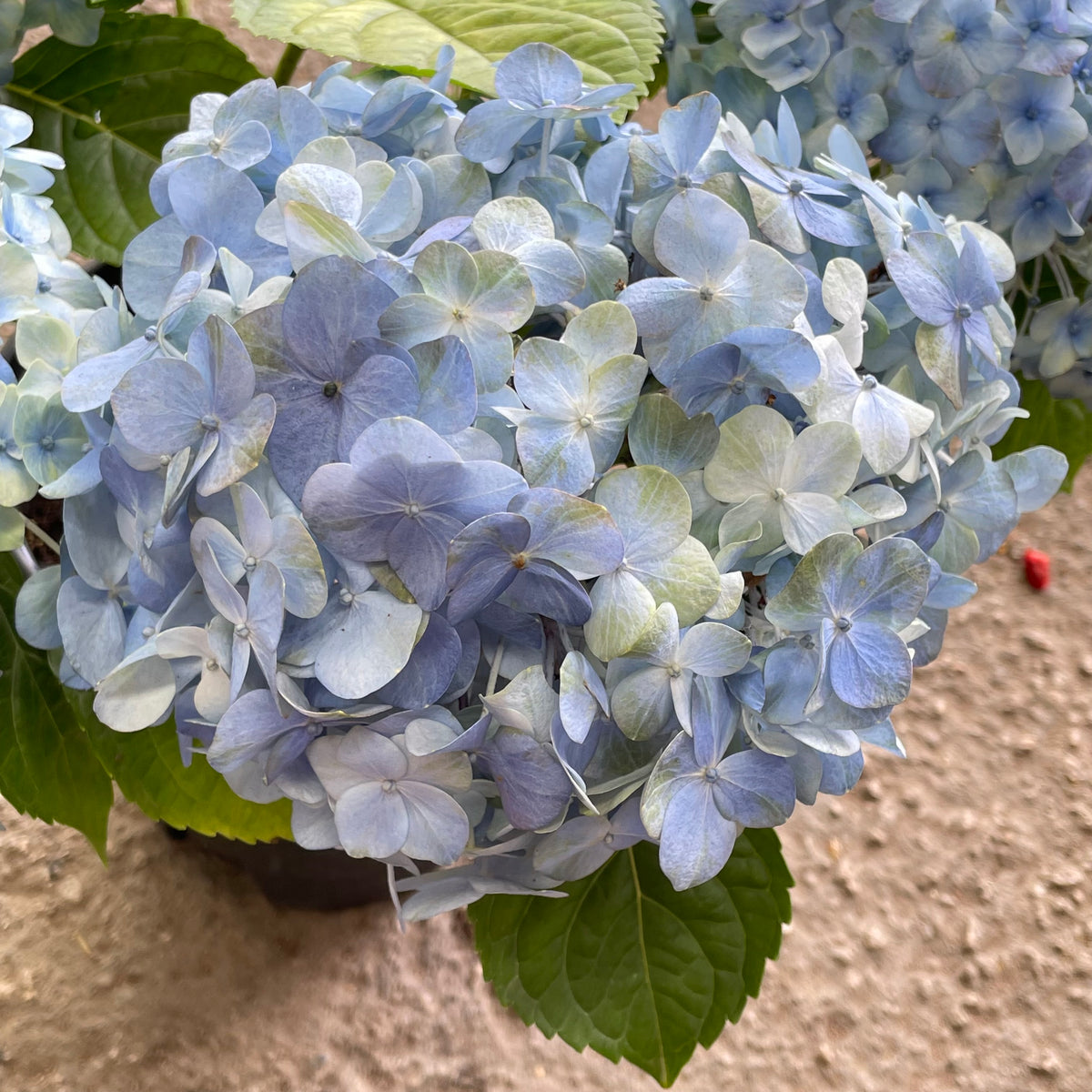 Hydrangea Plant Big
