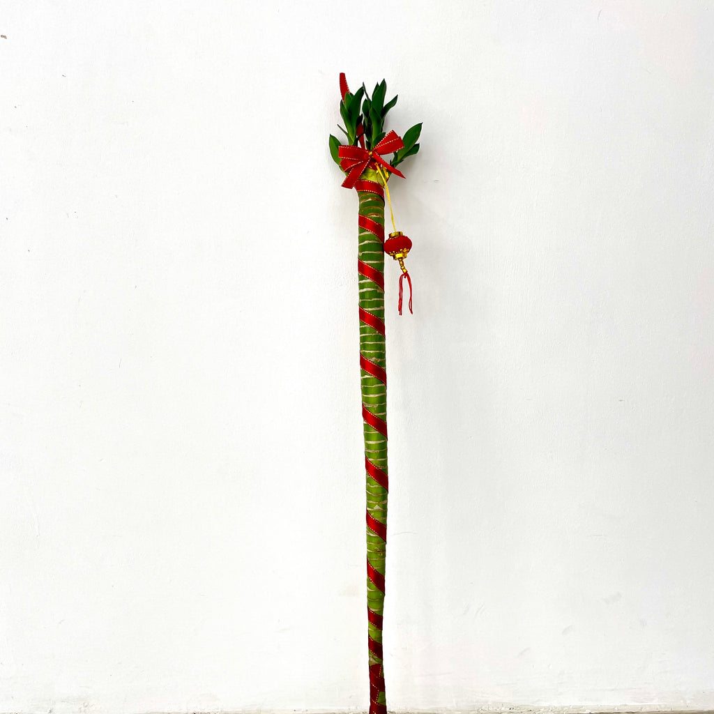 Dragon Head Bamboo With Deco - 龙头竹