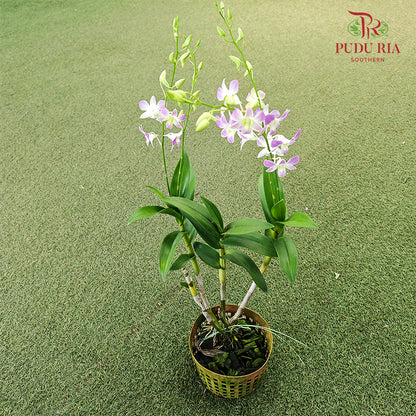 Dendrobium Orchid Pot - Light Purple