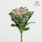 Brassica Lace Purple 芸薹属 - (Per Stem)