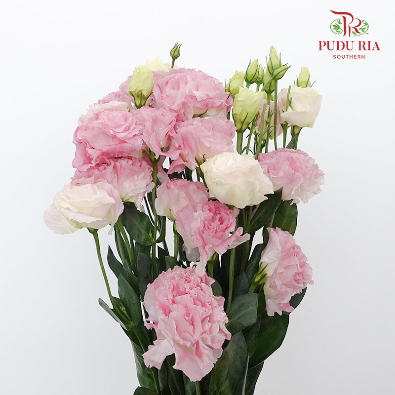 Eustoma Pink Sunshine (12-15 Stems) - Pudu Ria Florist Southern
