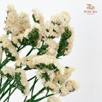 Dry Statice - Natural