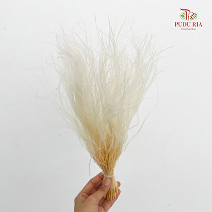 Dry Stipa Grass (Feather Grass) White