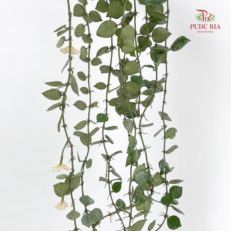 Hoya lacunosa Silver leaves