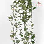 Hoya lacunosa Silver leaves
