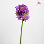 Scabiosa Purple 蓝盆花 - (Per Bundle)